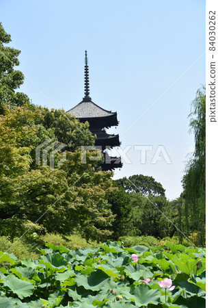 Summer Kyoto Toji Five-storied Pagoda Summer Kyoto Toji Five-storied Pagoda 84030262