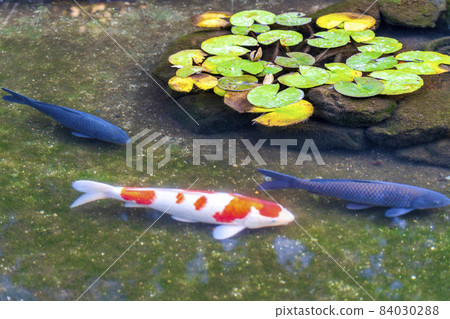 Scenery of Shisen-do Jozan-ji Pond carp Kyoto City, Kyoto Prefecture 84030288