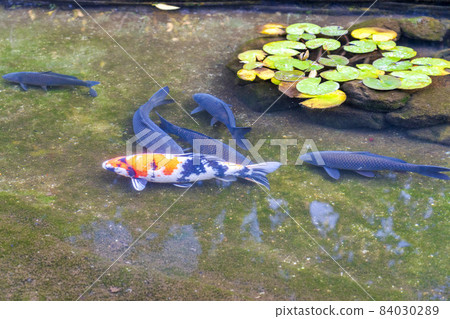 Scenery of Shisen-do Jozan-ji Pond carp Kyoto City, Kyoto Prefecture 84030289