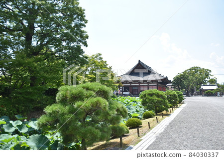 夏天京都東寺的景色 84030337