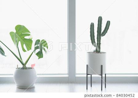 窗邊的龜背竹和仙人掌 84030452