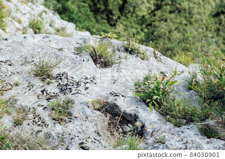 wild lizards on rocks in the mountains hunting wild lizards on rocks in the mountains hunting 84030901