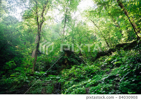 beautiful landscape green deciduous forest nature summer beautiful landscape green deciduous forest nature summer 84030908