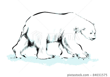 Polar bear Polar bear 84031575