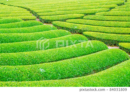 Tea field photographed at Kazusa Town in Kagoshima prefecture Tea field photographed at Kazusa Town in Kagoshima prefecture 84031809