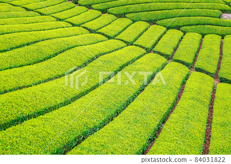 Tea field photographed at Kazusa Town in Kagoshima prefecture 84031822