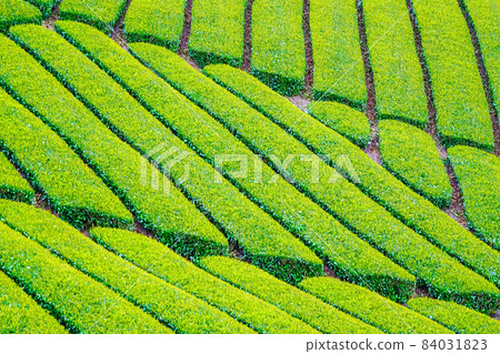 Tea field photographed at Kazusa Town in Kagoshima prefecture 84031823