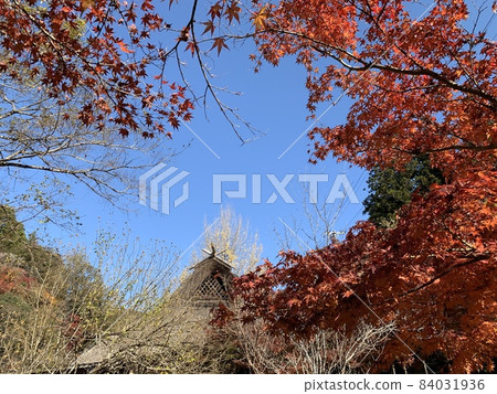 Autumn leaves [Korankei / Asuke-cho, Toyota City, Aichi Prefecture] 84031936