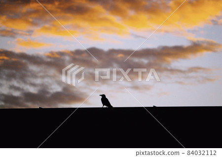 Crow silhouette sitting on roof top in sunset sky 84032112