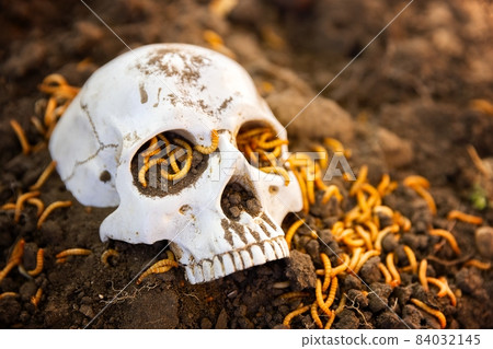 Maggots crawling on dead skull closeup photo Maggots crawling on dead skull closeup photo 84032145
