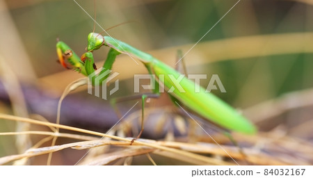 Green praying mantis feeding on grasshopper Green praying mantis feeding on grasshopper 84032167