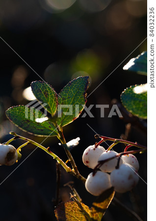Gaultheria pygmaea autumn alpine plant Gaultheria pygmaea autumn alpine plant 84032236