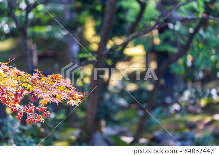 Scenery of Tenju-an Autumn leaves, Kyoto City, Kyoto Prefecture 84032447