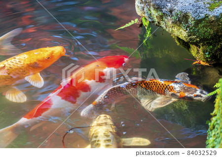 Scenery of Tenju-an Pond carp Kyoto City, Kyoto Prefecture 84032529