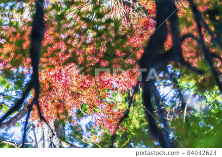 京都府京都市天守庵、水鏡、秋葉的景色 京都府京都市天守庵、水鏡、秋葉的景色 84032623
