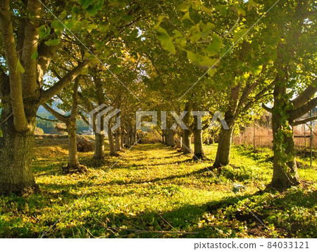 Gosen City, Niigata Prefecture Ginkgo trees in the Golden Village Gosen City, Niigata Prefecture Ginkgo trees in the Golden Village 84033121
