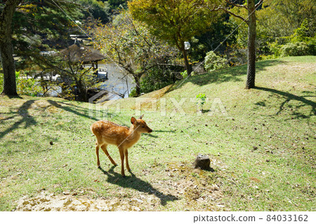 奈良公園的斑比和浮禦堂 奈良公園的斑比和浮禦堂 84033162