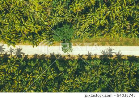 Palm trees with empty straight road aerial view from drone point of view. Palm trees with empty straight road aerial view from drone point of view. 84033743