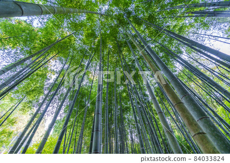 京都府京都市圓光寺竹林風景 84033824
