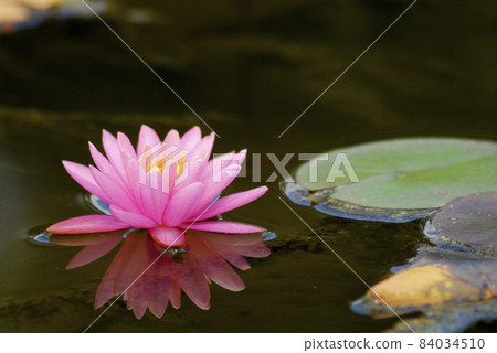 Water lily blooming in pond Water lily blooming in pond 84034510