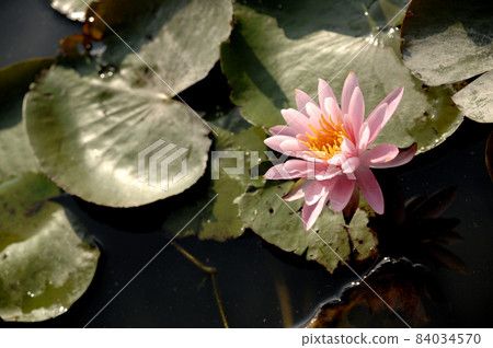 Water lily blooming in pond Water lily blooming in pond 84034570