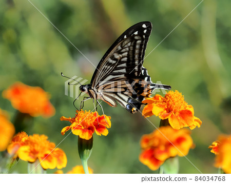 Swallowtail butterfly  84034768