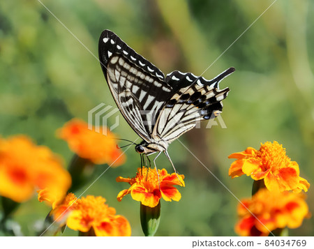 Swallowtail butterfly  84034769