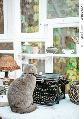 Cat and vintage typewriter in shabby chic room Cat and vintage typewriter in shabby chic room 84034821
