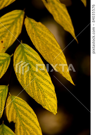 Autumn leaves with beautiful yellow veins Autumn leaves with beautiful yellow veins 84035576
