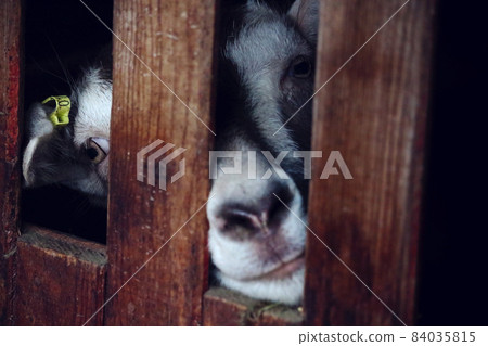 Black and white goat looking through wooden fence Black and white goat looking through wooden fence 84035815