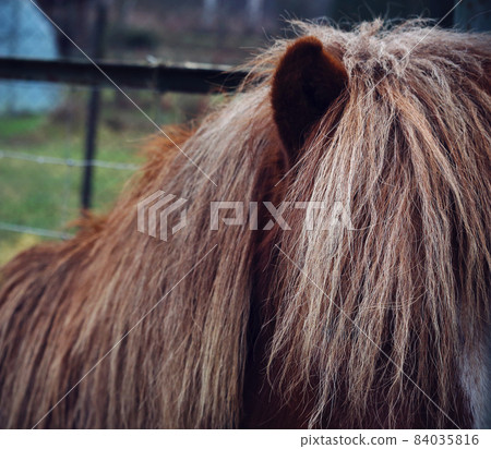 Shy hiding brown pony ear and light hair Shy hiding brown pony ear and light hair 84035816