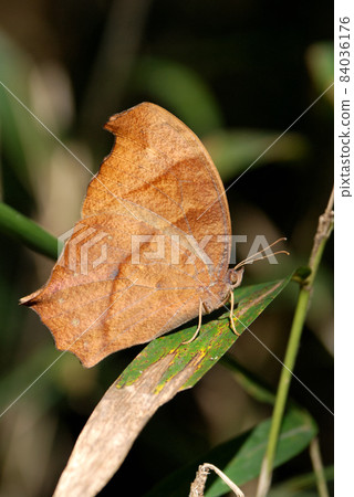 晚棕色_秋季型 84036176