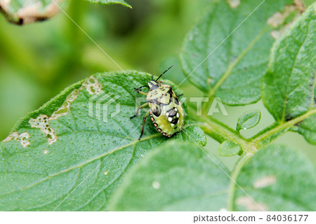Nezara stink bug juvenile 84036177