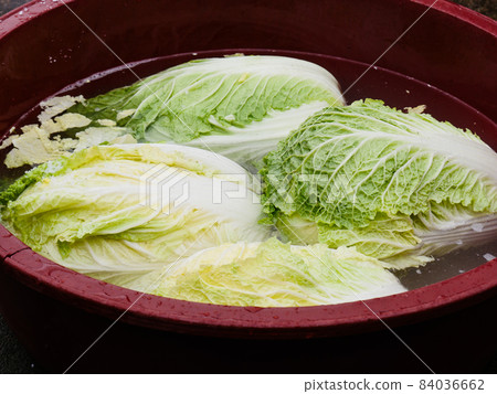 Washing and salted cabbage to make kimchi Washing and salted cabbage to make kimchi 84036662