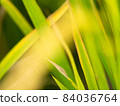 Abstract after summer growing rice paddy field backgroud  84036764