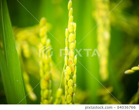 Close up of ear of rice organics rice white rice Close up of ear of rice organics rice white rice 84036766