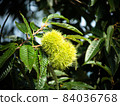 Immature chestnut fruit on a tree 84036768