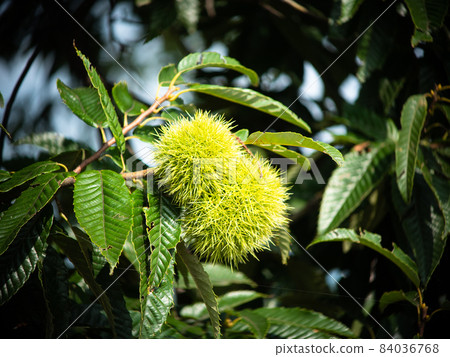 Immature chestnut fruit on a tree Immature chestnut fruit on a tree 84036768