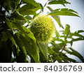 Immature chestnut fruit on a tree 84036769