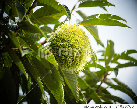 Immature chestnut fruit on a tree Immature chestnut fruit on a tree 84036769