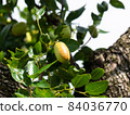 Growing JuJube on a tree in South Korea 84036770