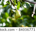 Growing JuJube on a tree in South Korea 84036771
