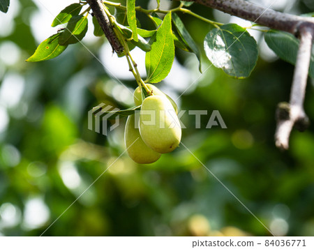 Growing JuJube on a tree in South Korea Growing JuJube on a tree in South Korea 84036771