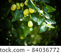 Growing JuJube on a tree in South Korea 84036772
