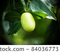 Growing JuJube on a tree in South Korea 84036773