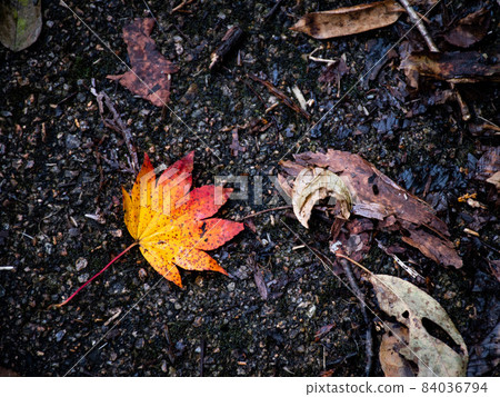 Vivid maple Vivid maple 84036794