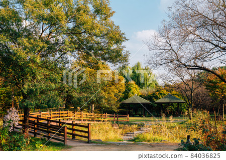 Hanbat Arboretum autumn nature scenery in Daejeon, Korea Hanbat Arboretum autumn nature scenery in Daejeon, Korea 84036825