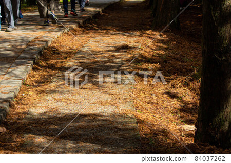 落雨松,落葉,葉片,葉子,陽光,陰影,光影,水杉 84037262