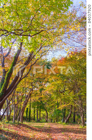 Walk through the bright autumn forest Walk through the bright autumn forest 84037920