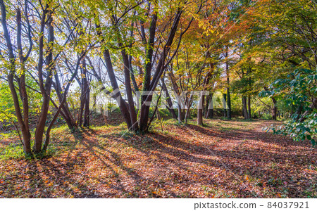 Walk through the bright autumn forest Walk through the bright autumn forest 84037921
